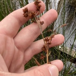 Machaerina rubiginosa at Mongarlowe, NSW - suppressed