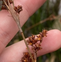 Machaerina rubiginosa at Mongarlowe, NSW - suppressed