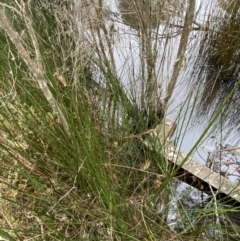 Machaerina rubiginosa at Mongarlowe, NSW - suppressed