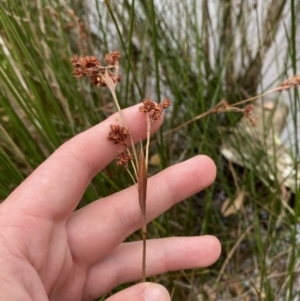 Machaerina rubiginosa at Mongarlowe, NSW - suppressed