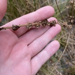 Lythrum salicaria at Mongarlowe, NSW - 27 Jun 2023