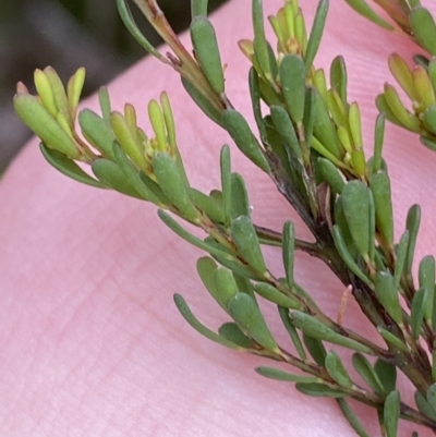 Pultenaea altissima (Tall Bush-pea) at Mongarlowe River - 27 Jun 2023 by Tapirlord