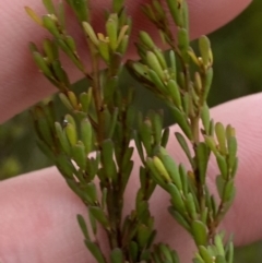 Pultenaea altissima at Mongarlowe, NSW - suppressed