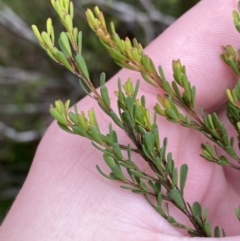 Pultenaea altissima at Mongarlowe, NSW - suppressed