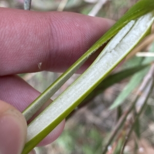 Juncus laeviusculus subsp. illawarrensis at suppressed - 27 Jun 2023