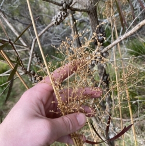 Juncus laeviusculus subsp. illawarrensis at suppressed - 27 Jun 2023