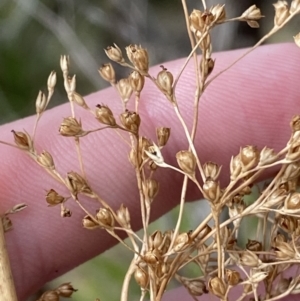 Juncus laeviusculus subsp. illawarrensis at suppressed - 27 Jun 2023