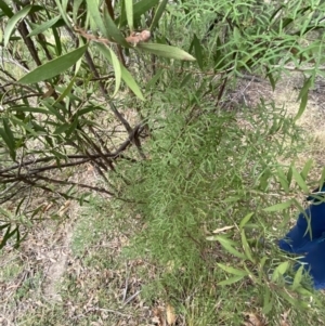 Polyscias sambucifolia subsp. Bipinnate leaves (J.H.Ross 3967) Vic. Herbarium at Mongarlowe, NSW - suppressed