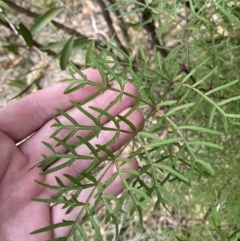 Polyscias sambucifolia subsp. Bipinnate leaves (J.H.Ross 3967) Vic. Herbarium at Mongarlowe, NSW - suppressed