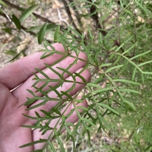 Polyscias sambucifolia subsp. Bipinnate leaves (J.H.Ross 3967) Vic. Herbarium at Mongarlowe, NSW - suppressed