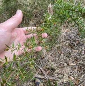 Grevillea juniperina subsp. villosa at Mongarlowe, NSW - suppressed