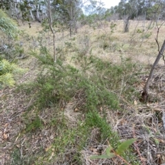 Grevillea juniperina subsp. villosa at Mongarlowe, NSW - suppressed