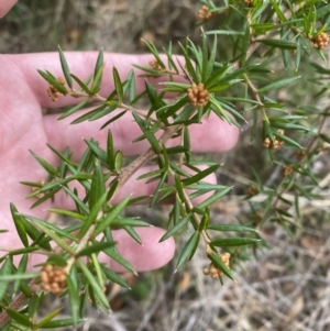 Grevillea juniperina subsp. villosa at Mongarlowe, NSW - suppressed