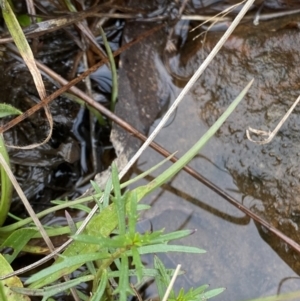 Haloragis heterophylla at Mongarlowe, NSW - 27 Jun 2023