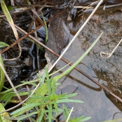 Haloragis heterophylla (Variable Raspwort) at Mongarlowe, NSW - 27 Jun 2023 by Tapirlord