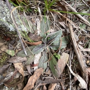 Ajuga australis at Mongarlowe, NSW - 27 Jun 2023