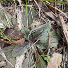 Ajuga australis at Mongarlowe, NSW - 27 Jun 2023