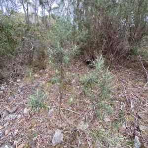 Cassinia longifolia at Mongarlowe, NSW - suppressed