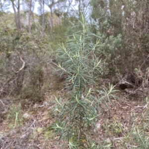 Cassinia longifolia at Mongarlowe, NSW - suppressed