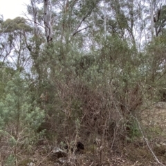 Cassinia longifolia at Mongarlowe, NSW - suppressed