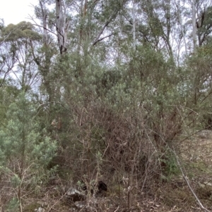 Cassinia longifolia at Mongarlowe, NSW - suppressed