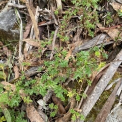 Acaena novae-zelandiae (Bidgee Widgee) at Mongarlowe, NSW - 27 Jun 2023 by Tapirlord