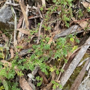 Acaena novae-zelandiae at Mongarlowe, NSW - suppressed