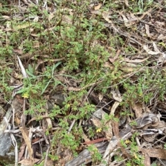 Acaena novae-zelandiae at Mongarlowe, NSW - suppressed