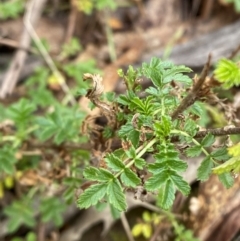 Acaena novae-zelandiae at Mongarlowe, NSW - 27 Jun 2023