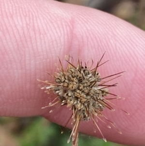 Acaena novae-zelandiae at Mongarlowe, NSW - suppressed