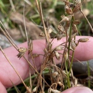 Juncus homalocaulis at Mongarlowe, NSW - 27 Jun 2023