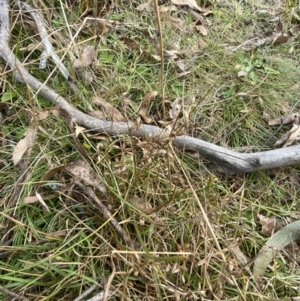 Juncus homalocaulis at Mongarlowe, NSW - 27 Jun 2023