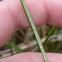 Juncus procerus at suppressed - 27 Jun 2023