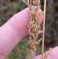 Juncus flavidus (Yellow Rush) at Mongarlowe, NSW - 27 Jun 2023 by Tapirlord