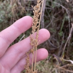 Juncus flavidus at Mongarlowe, NSW - suppressed