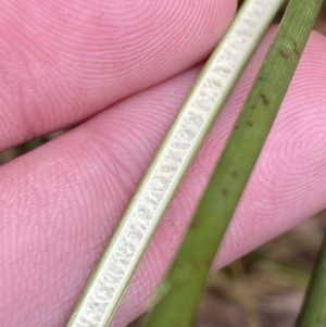 Juncus flavidus at Mongarlowe, NSW - suppressed