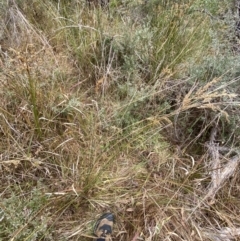 Juncus flavidus at Mongarlowe, NSW - suppressed