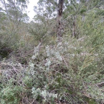 Leptospermum lanigerum (Woolly Teatree) at Mongarlowe, NSW - 27 Jun 2023 by Tapirlord