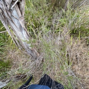 Leptospermum obovatum at Mongarlowe, NSW - suppressed