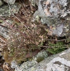 Adiantum aethiopicum (Common Maidenhair Fern) at Mongarlowe River - 27 Jun 2023 by Tapirlord