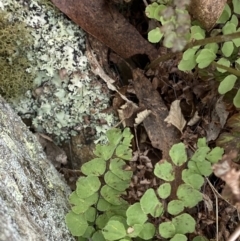 Adiantum aethiopicum at Mongarlowe, NSW - 27 Jun 2023