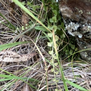 Asplenium flabellifolium at Mongarlowe, NSW - suppressed