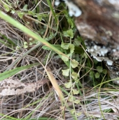 Asplenium flabellifolium at Mongarlowe, NSW - suppressed