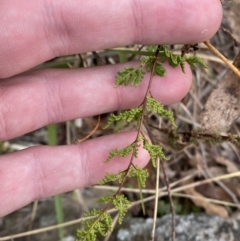 Cheilanthes sieberi subsp. sieberi at Mongarlowe, NSW - 27 Jun 2023