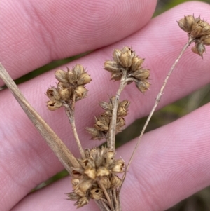 Juncus vaginatus at Mongarlowe, NSW - 27 Jun 2023