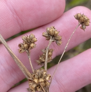 Juncus vaginatus at Mongarlowe, NSW - 27 Jun 2023