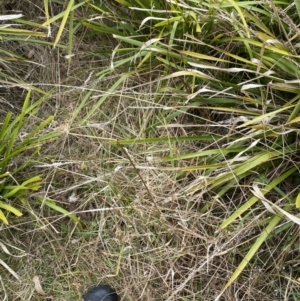 Juncus vaginatus at Mongarlowe, NSW - 27 Jun 2023