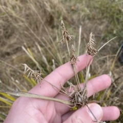 Cyperus lucidus (Leafy Flat Sedge) at Mongarlowe, NSW - 27 Jun 2023 by Tapirlord