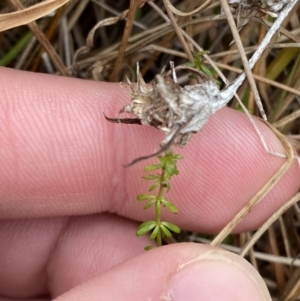 Asperula conferta at Mongarlowe, NSW - suppressed