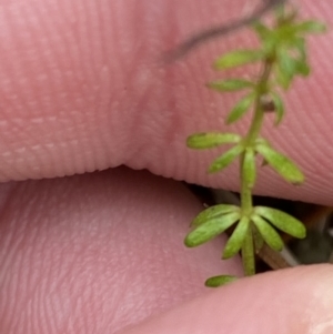 Asperula conferta at Mongarlowe, NSW - suppressed